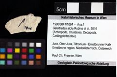 Foto (Objket + Etiketten) von Galatheites sp. 